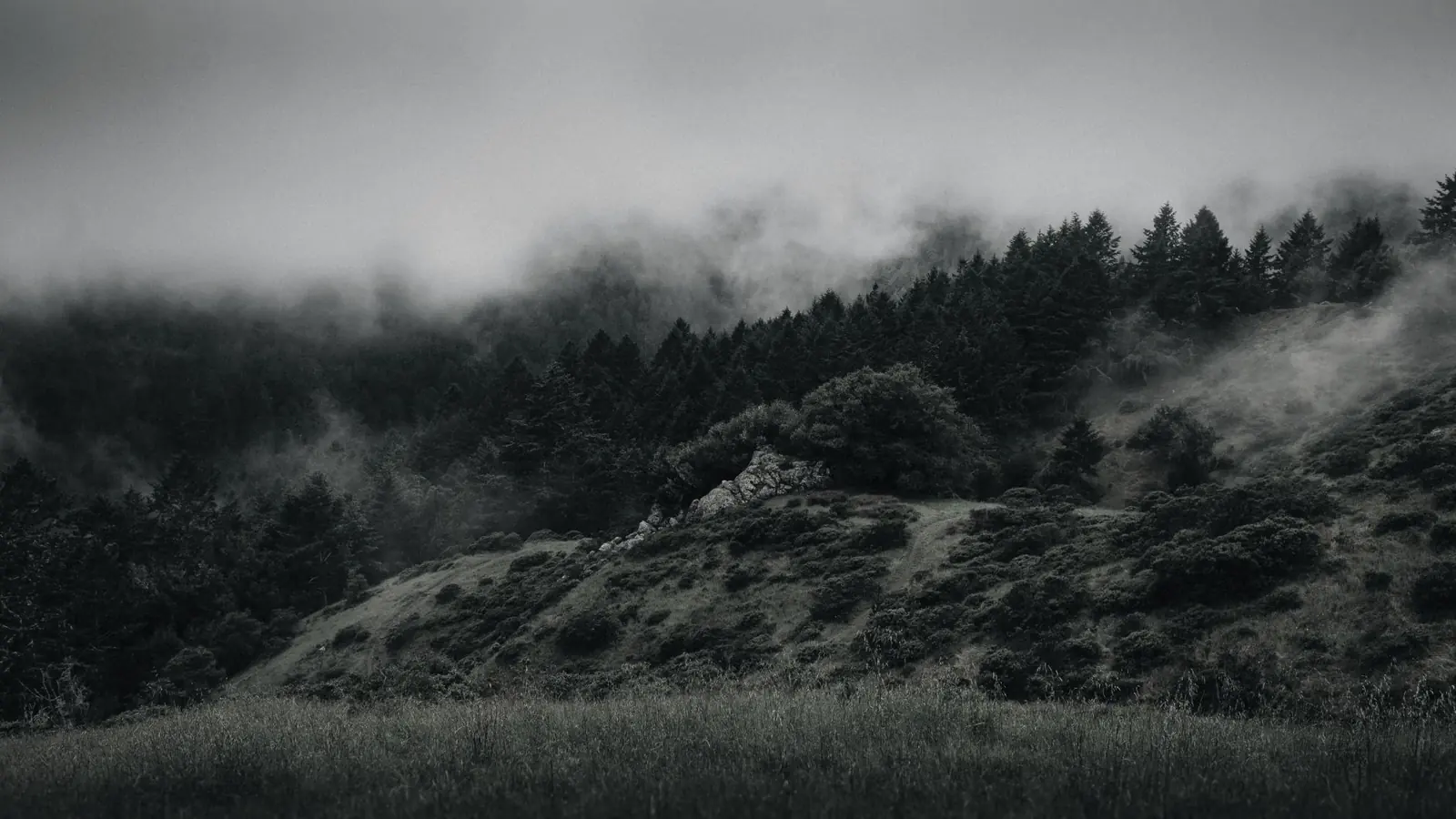 Misty forest and mountain landscape